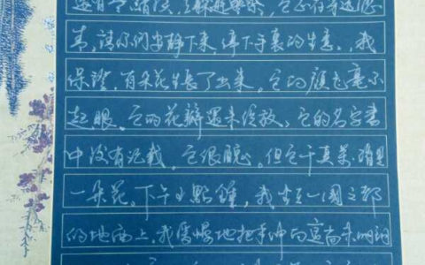 巴西英文小诗《小花与丑恶》手写钢笔字笔友钢笔书法中英文对照习作欣赏