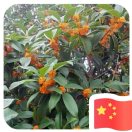 常青树的头像